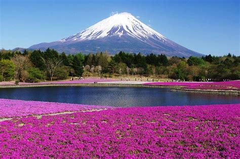 Mount Fuji & Hakone Sightseeing Tour - Japan Shore Excursions