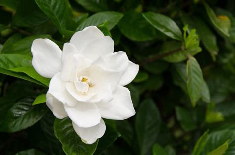 How to Care for Dwarf Gardenias | Hunker