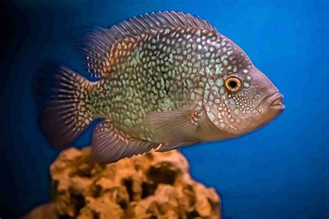 The Best Texas Cichlid Care Guide (Diet, Tank Mates, Breeding, Size)