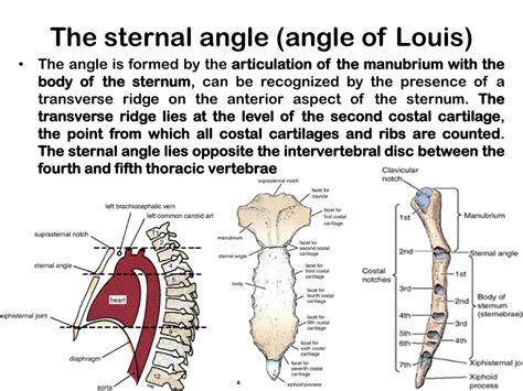 Angle Of Louis Anatomy