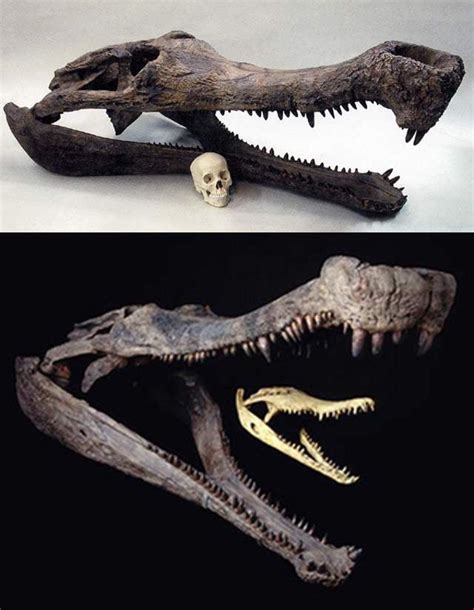 Top : Sarcosuchus Skull Compared To Humans. Bottom : Sarcosuchus Skull Compared To Modern ...