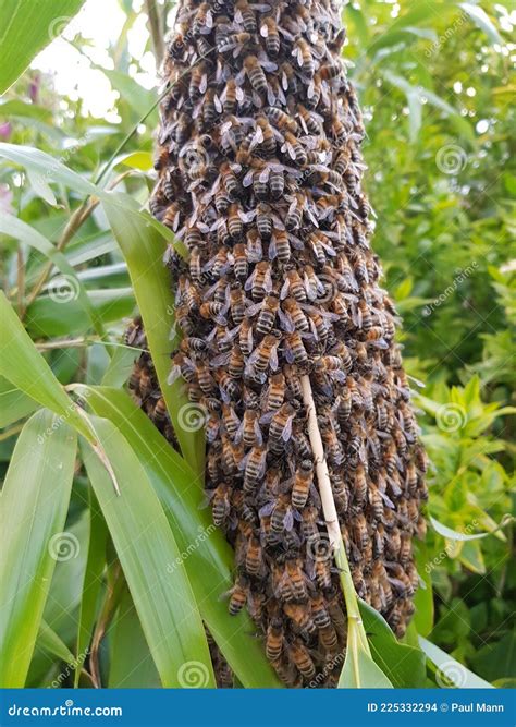 Bees Swarming Pollination Crops Honey Stock Photo - Image of honey, swarming: 225332294