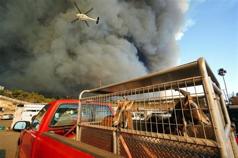 These Haunting Photos Show Animals Fleeing The Massive California Wildfires