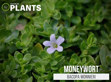 Bacopa Monnieri "Moneywort" Ultimate Plant Care Guide