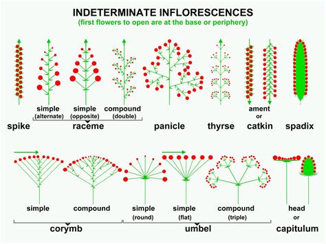 Inflorescence