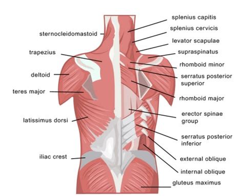 Beat lower back pain with exercise! - Complete Chiropractic - Your local Chelmsford Chiropractor