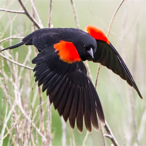 Red-winged Blackbird – California Ricelands Waterbird Foundation