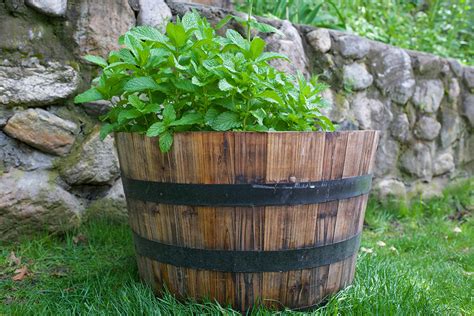 4 Tips to Control Mint in the Garden – Herbal Academy