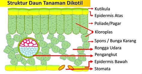 Jaringan Penyusun Daun Dikotil - Homecare24