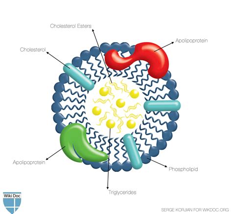 High density lipoprotein physiology - wikidoc