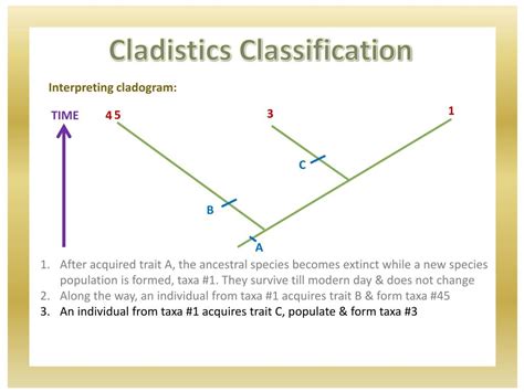 PPT - Constructing a Cladogram PowerPoint Presentation, free download ...