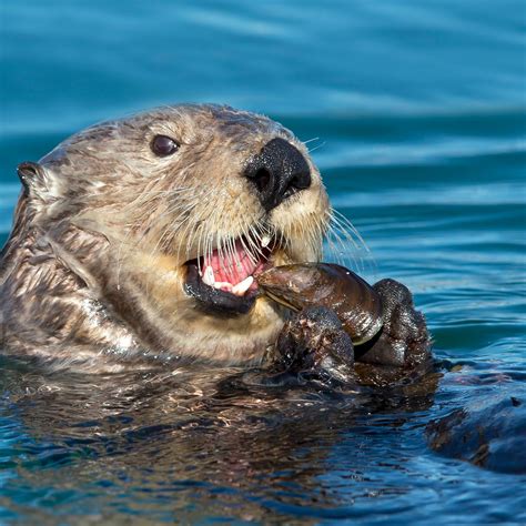 Cuddle Up With the Sea Otters of the Pacific Coast - Atlas Obscura ...