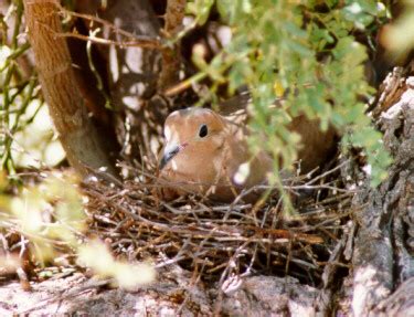 Mourning Dove on nest, eggs, and baby birds in nest photographs