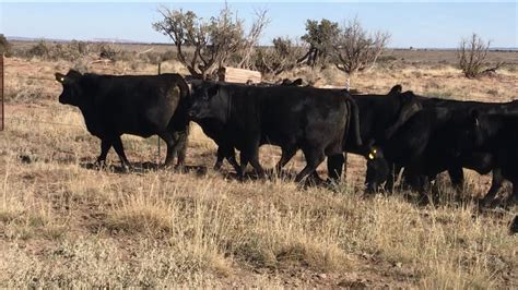 30 Angus X/ Brangus Bred Heifers All 3rd Trimester - Arizona