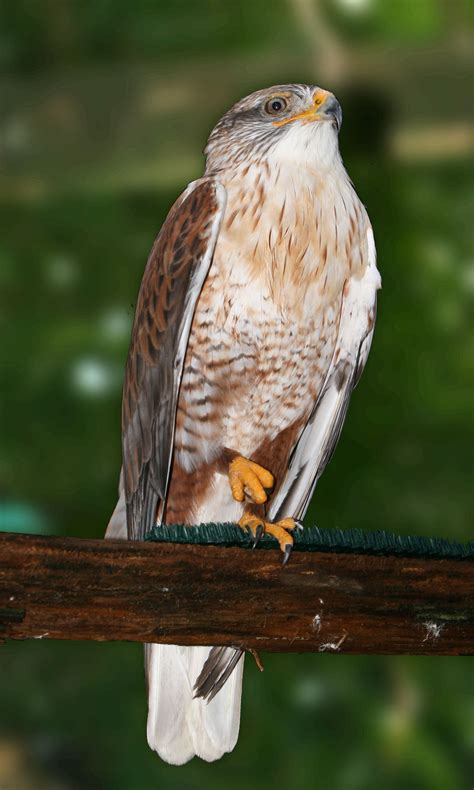 types of hawks in utah - Google Search | Pet birds, Birds of prey ...