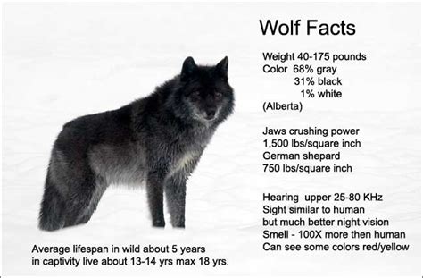 The Canadian Nature Photographer - Photographing Canadian Wolves