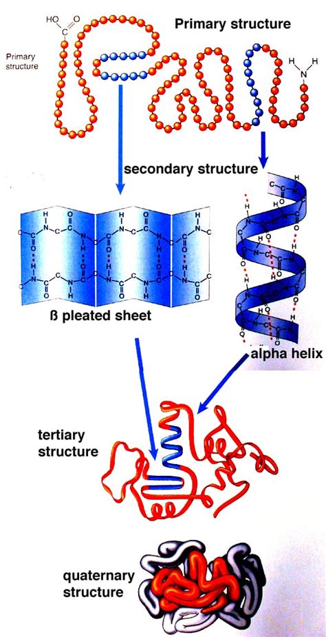 Protein Structures: Primary, Secondary, Tertiary, Quaternary ...