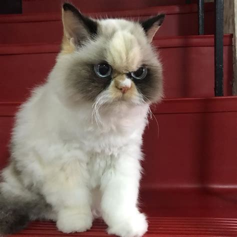 There's A New Grumpy Cat, And She Looks Grumpier Than The OG Grumpy Cat ...