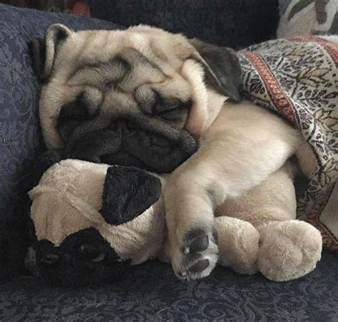 Photo | Cute pug puppies, Pug puppies, Pugs funny