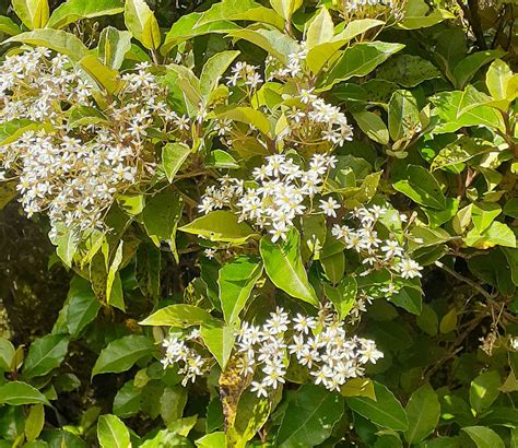 5 White Native Flowers In New Zealand - New Zealand Nature Guy