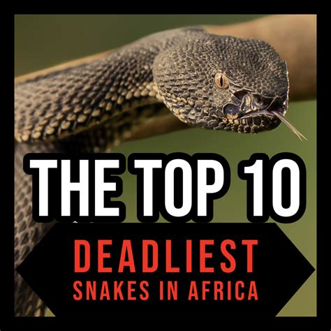 The Top 10 Deadliest Snakes in Africa - Owlcation