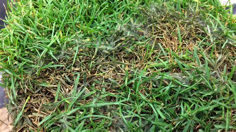 Pythium Blight - Grease Spot - Cottony Blight - Fungus