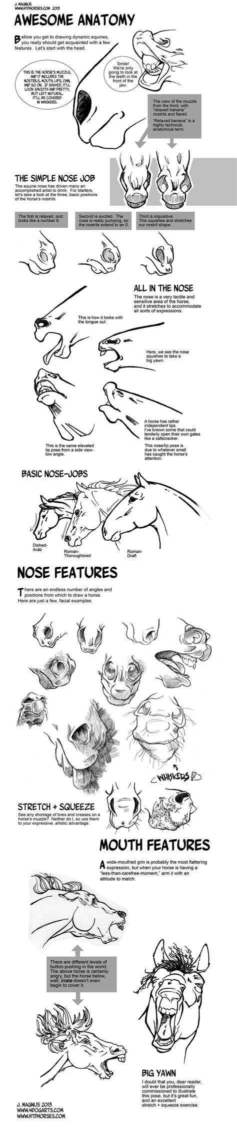 Horse Anatomy Part I by sketcherjak on DeviantArt