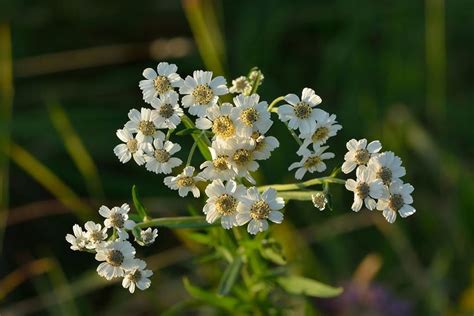 Achillea ptarmica - Alchetron, The Free Social Encyclopedia