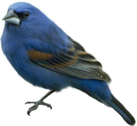 Brown-headed cowbird Western bluebird - birds png download - 1524*1510 ...