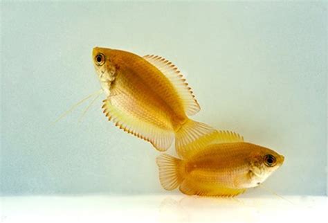 Gold Honey Gourami -regular - Bluegrassaquatics.com