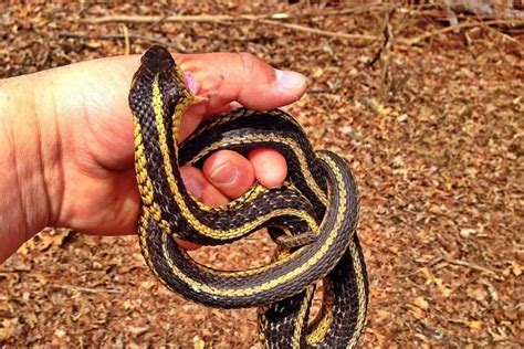 A Guide To Preventing and Treating Snake Bites - ReptileHow.com