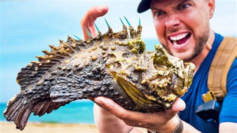 STUNG by a Stonefish! (Most Painful Sting on Earth) - YouTube