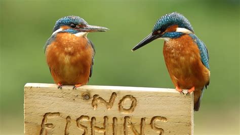 Kingfisher Bird Female