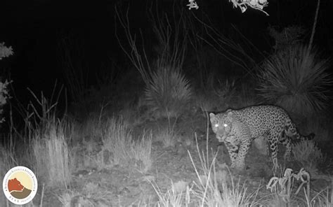 Potential jaguar habitat at U.S.-Mexico border identified by University ...