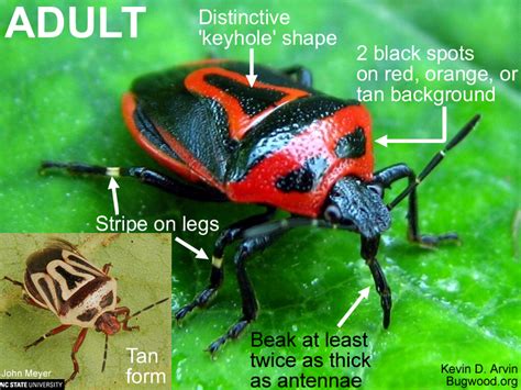 Two-Spotted Stink Bug | NC State Extension