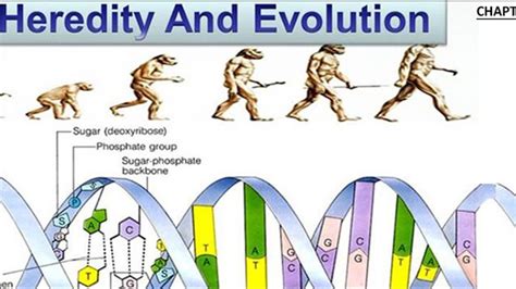 NCERT CBSE Class 10th Science Chapter 9: Heredity and Evolution