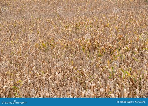 Beautiful Sunrise Over the Corn Field.Corn Field Warm Tone Light. Stock ...