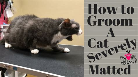 Grooming an extremely matted cat – HousePetsCare.com