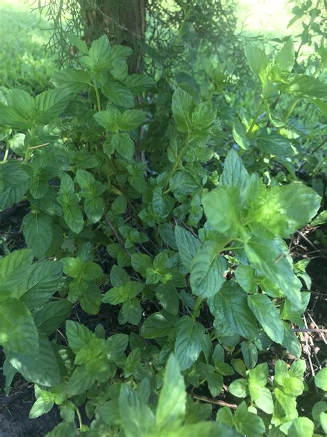 Moved our mint to partial shade and she healed and perked up so well ...