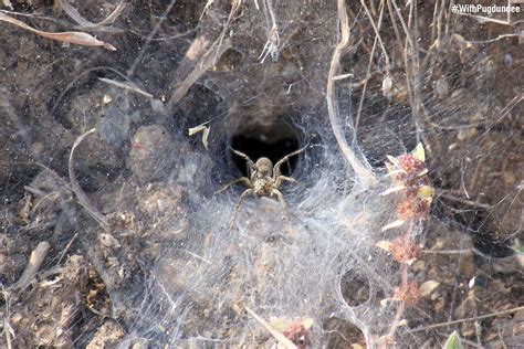 Funnel Web Spider | Pugdundee Safaris