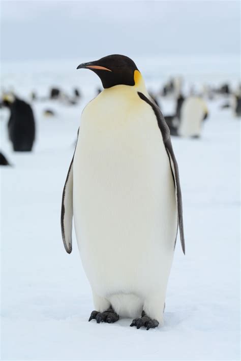 a penguin standing in the snow with other penguins