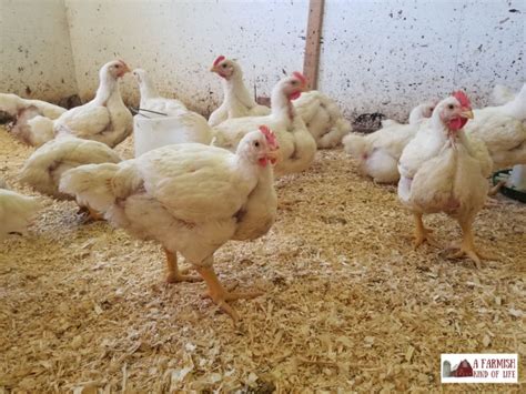 Feeding Cornish Cross Chickens: How Much Should They Eat? - A Farmish ...