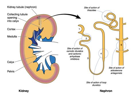 How Do The Kidneys Help Regulate Blood Pressure? – Turn To Be Healthy