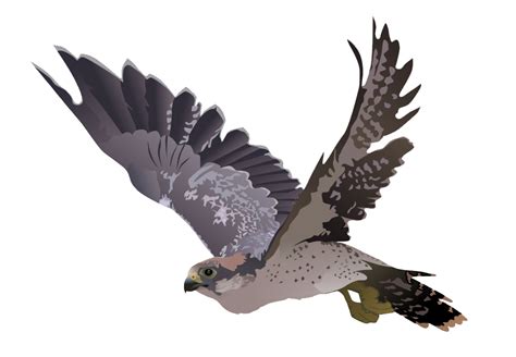 Falcon Transparent Image Transparent HQ PNG Download | FreePNGImg