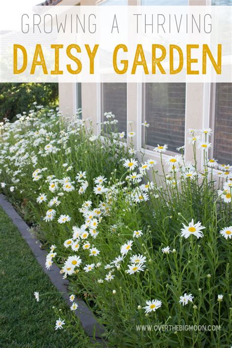 Tips for Growing A Daisy Garden | Plants, Flower garden, Garden