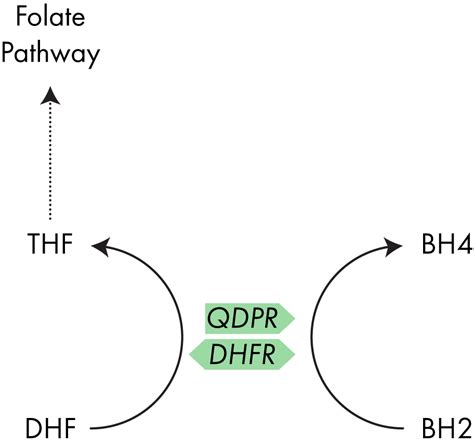 What is Tetrahydrobiopterin (BH4) and how can I make more of it? - Gene Food