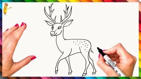 How To Draw A Deer Step By Step