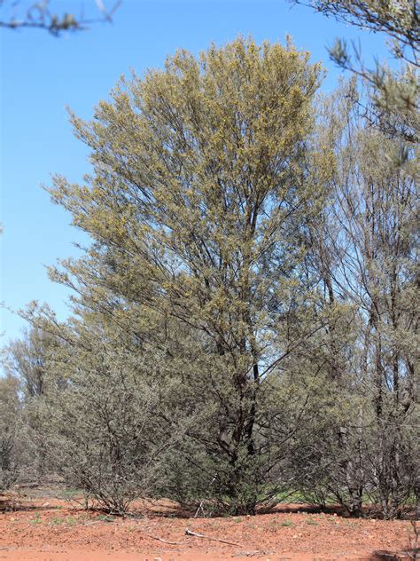 Birds of Australia key plants: Mulga (Acacia aneura)