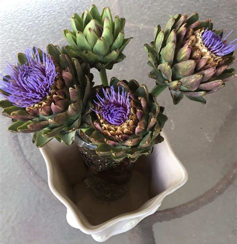 Artichoke Flower: Everything You Need to Know - Plants Craze