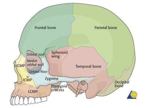 algun lado Clasificar Sierra cranial vault anatomy fantasma club Mejorar